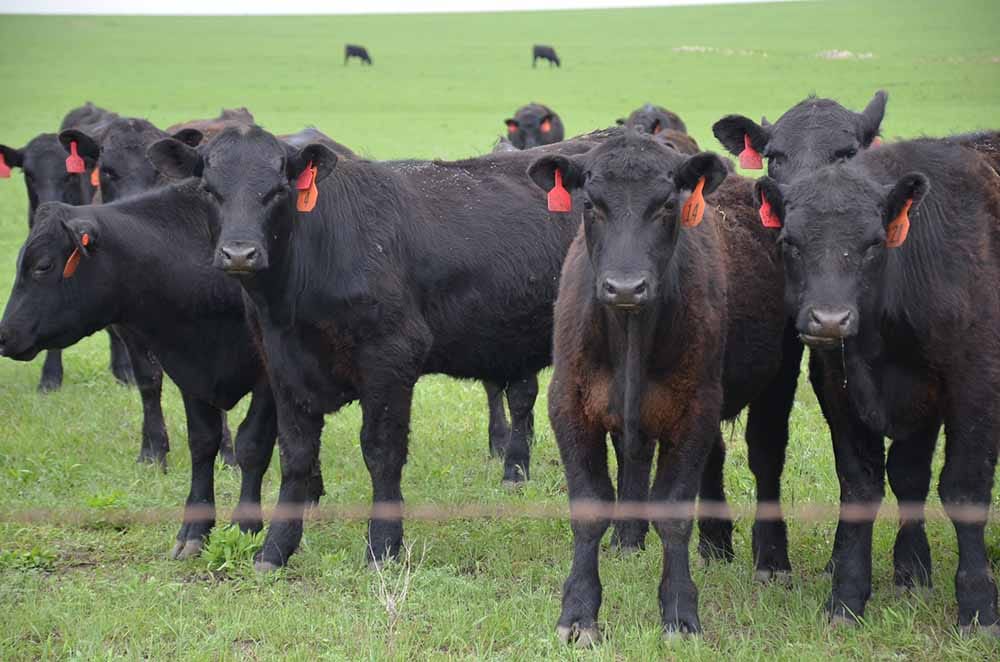 Vet shortage threatens cattle industry